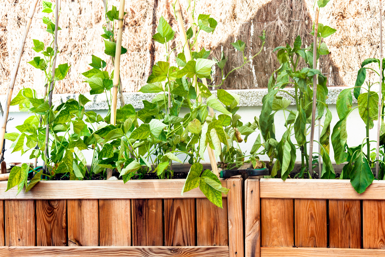 Small kitchen garden