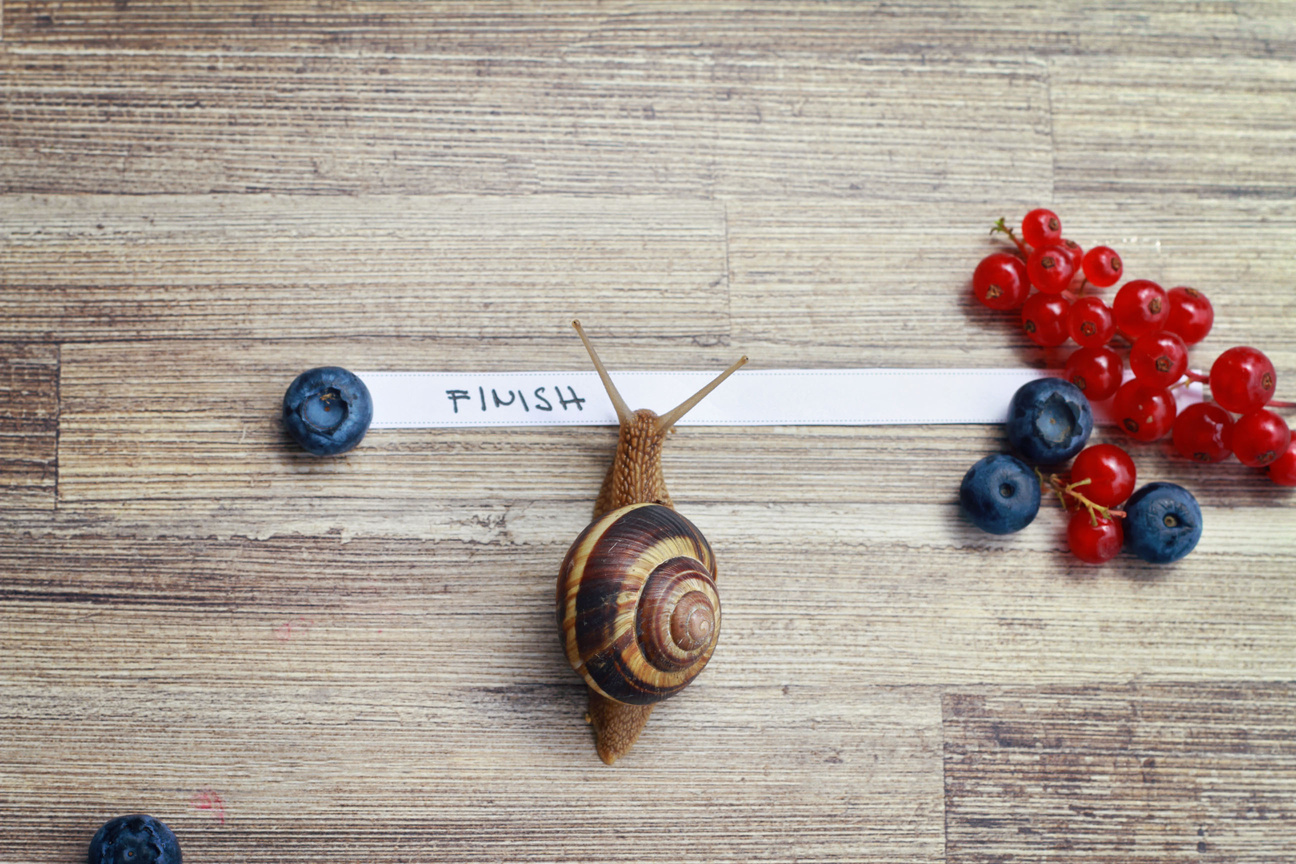 Snail going over the finish line